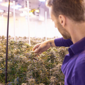 Cannabis cultivation at Pure Options